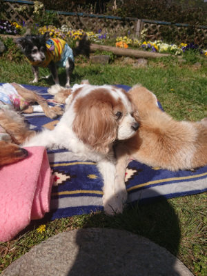 f:id:roukenhome-ann:20190414053726j:plain