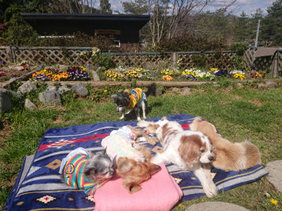 f:id:roukenhome-ann:20190414064454j:plain