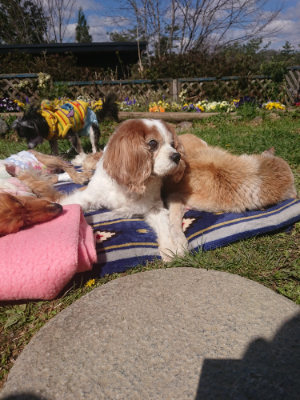 f:id:roukenhome-ann:20190414064501j:plain