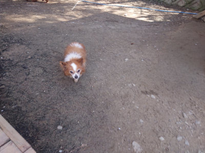 f:id:roukenhome-ann:20190414070125j:plain