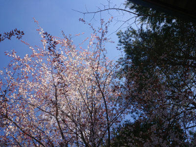 f:id:roukenhome-ann:20190414071211j:plain