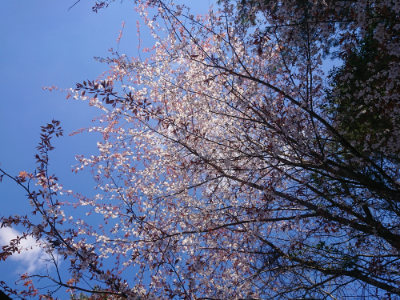 f:id:roukenhome-ann:20190414071233j:plain