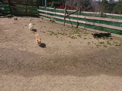 f:id:roukenhome-ann:20190414071431j:plain