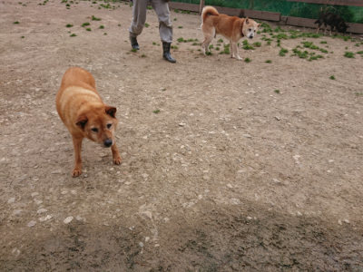 f:id:roukenhome-ann:20190414193847j:plain