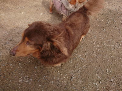 f:id:roukenhome-ann:20190414194033j:plain