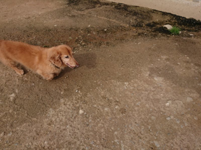 f:id:roukenhome-ann:20190414194111j:plain