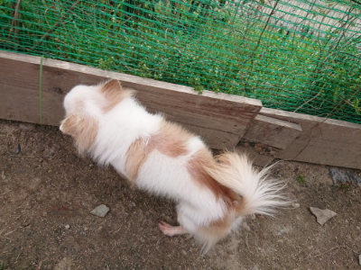 f:id:roukenhome-ann:20190414194224j:plain