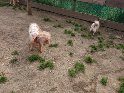 f:id:roukenhome-ann:20190414194326j:plain