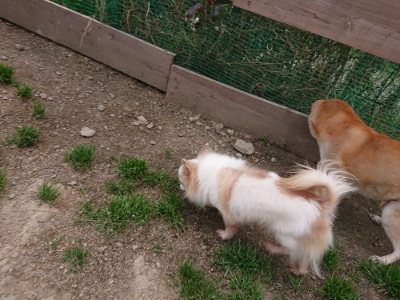 f:id:roukenhome-ann:20190414194357j:plain