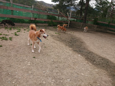 f:id:roukenhome-ann:20190414194545j:plain
