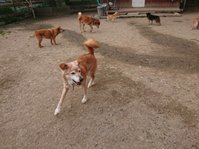 f:id:roukenhome-ann:20190414194854j:plain