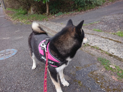 f:id:roukenhome-ann:20190414194923j:plain