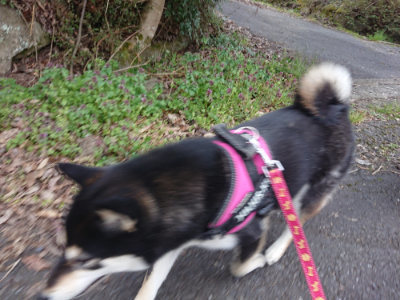 f:id:roukenhome-ann:20190414194938j:plain