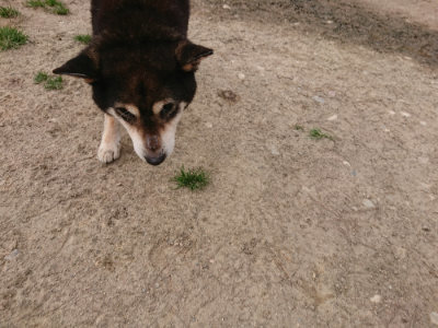 f:id:roukenhome-ann:20190414195029j:plain