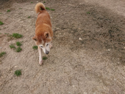 f:id:roukenhome-ann:20190414195126j:plain