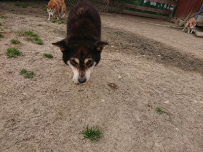 f:id:roukenhome-ann:20190414195147j:plain