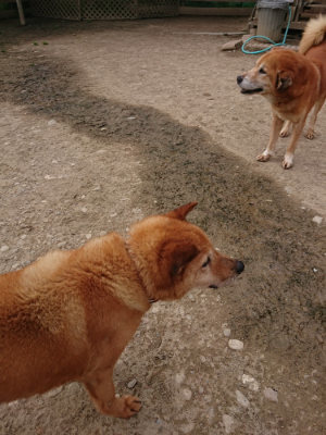 f:id:roukenhome-ann:20190414195201j:plain
