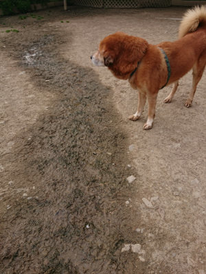 f:id:roukenhome-ann:20190414195223j:plain