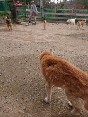 f:id:roukenhome-ann:20190414195339j:plain