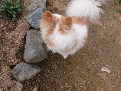 f:id:roukenhome-ann:20190414195452j:plain