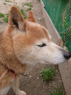 f:id:roukenhome-ann:20190414195547j:plain