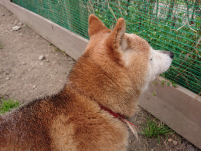 f:id:roukenhome-ann:20190414195559j:plain
