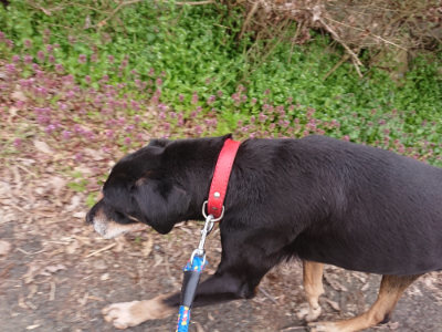 f:id:roukenhome-ann:20190414195646j:plain