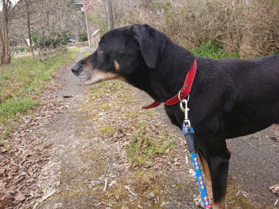 f:id:roukenhome-ann:20190414200448j:plain