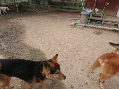 f:id:roukenhome-ann:20190414200546j:plain