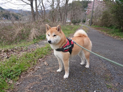 f:id:roukenhome-ann:20190414200553j:plain
