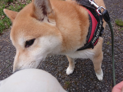 f:id:roukenhome-ann:20190414200603j:plain