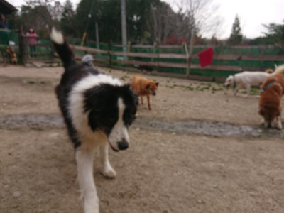 f:id:roukenhome-ann:20190414200610j:plain