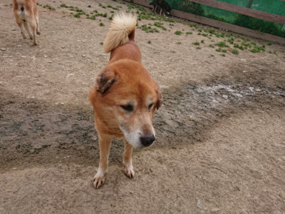 f:id:roukenhome-ann:20190414200618j:plain