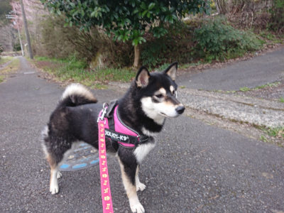 f:id:roukenhome-ann:20190414200638j:plain