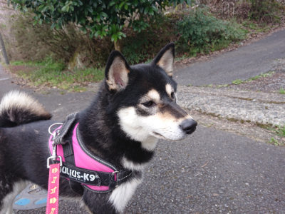 f:id:roukenhome-ann:20190414200649j:plain