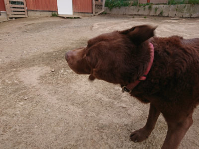 f:id:roukenhome-ann:20190414200749j:plain