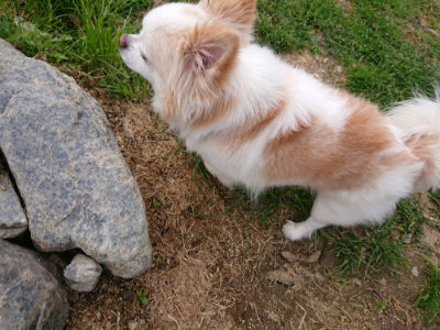 f:id:roukenhome-ann:20190414200826j:plain
