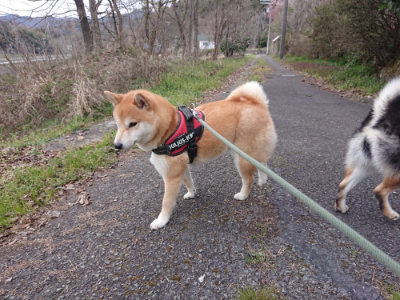 f:id:roukenhome-ann:20190414200912j:plain