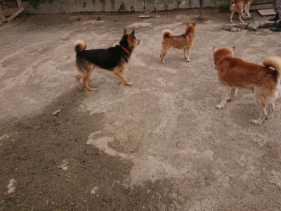 f:id:roukenhome-ann:20190414203302j:plain