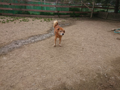 f:id:roukenhome-ann:20190414203752j:plain