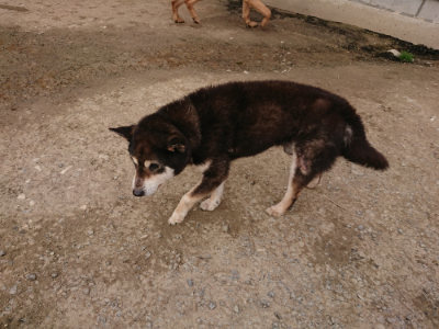 f:id:roukenhome-ann:20190414203841j:plain