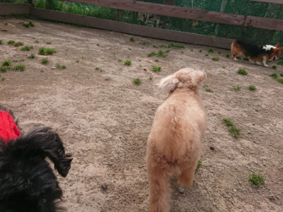 f:id:roukenhome-ann:20190414204348j:plain