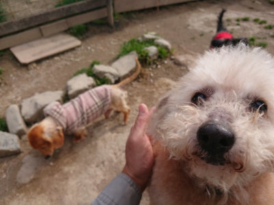 f:id:roukenhome-ann:20190414204434j:plain