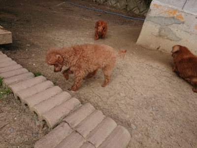 f:id:roukenhome-ann:20190414204456j:plain