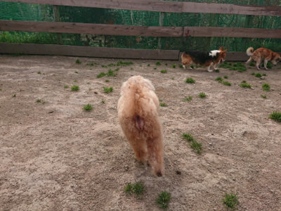f:id:roukenhome-ann:20190414204519j:plain