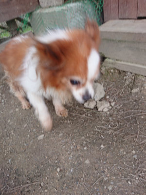 f:id:roukenhome-ann:20190414204548j:plain