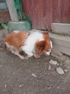 f:id:roukenhome-ann:20190414204628j:plain