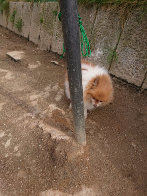 f:id:roukenhome-ann:20190414204958j:plain