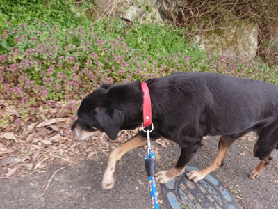 f:id:roukenhome-ann:20190414205358j:plain
