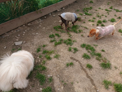 f:id:roukenhome-ann:20190414205932j:plain